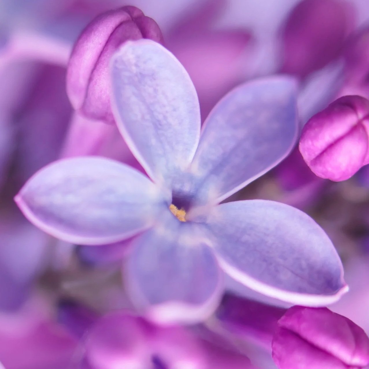 Close-up of a purple and pink flower with soft petals and buds in the background.