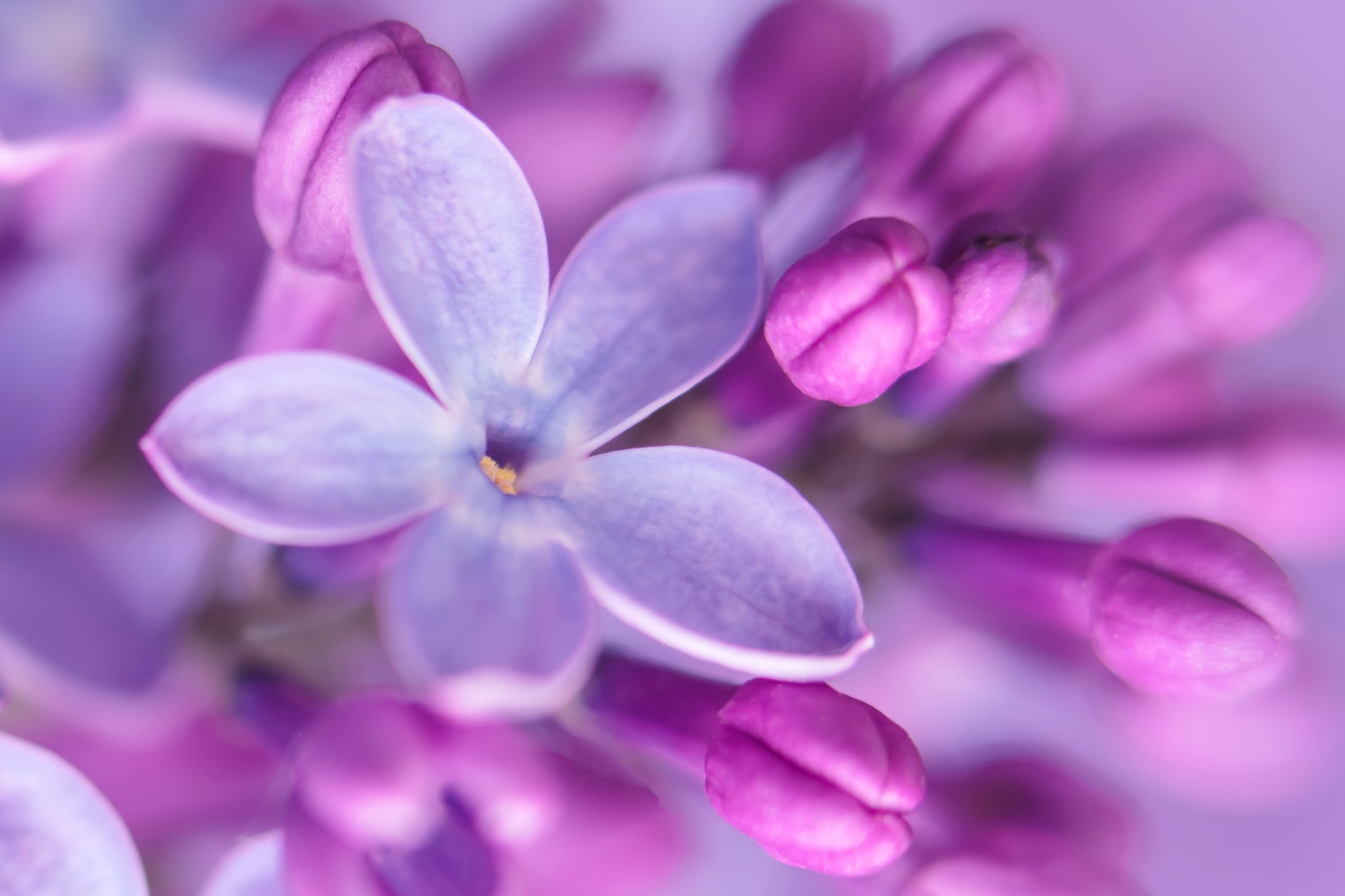 Close-up of purple lilac flowers with a focus on a single open blossom and several buds.