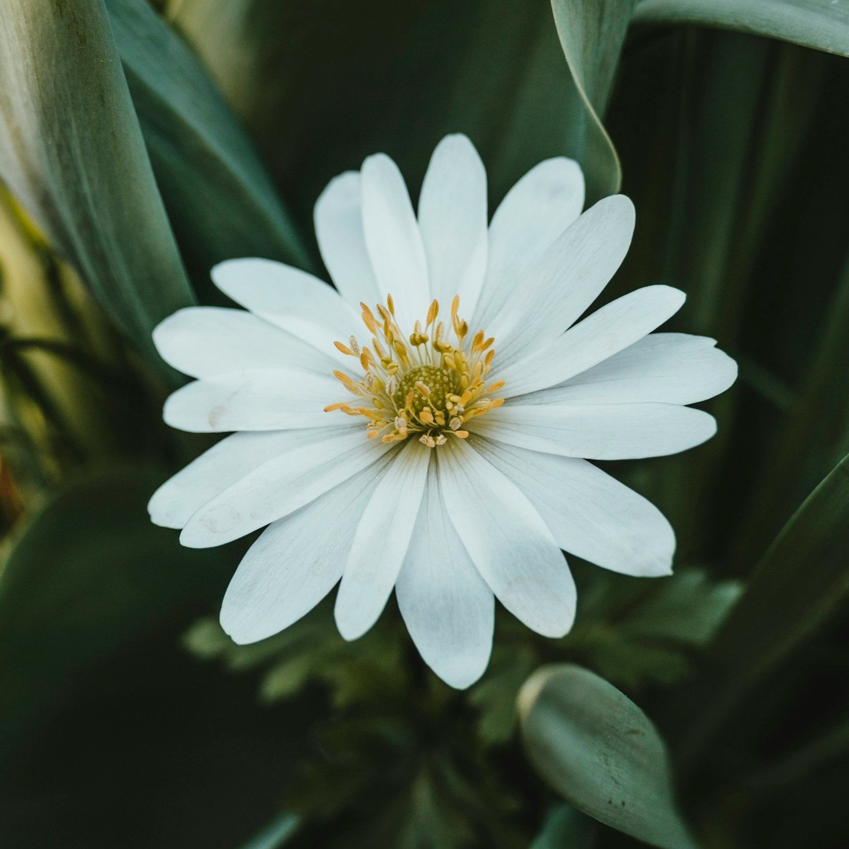 Close-up of a white flower with multiple petals and yellow stamens, surrounded by green leaves.