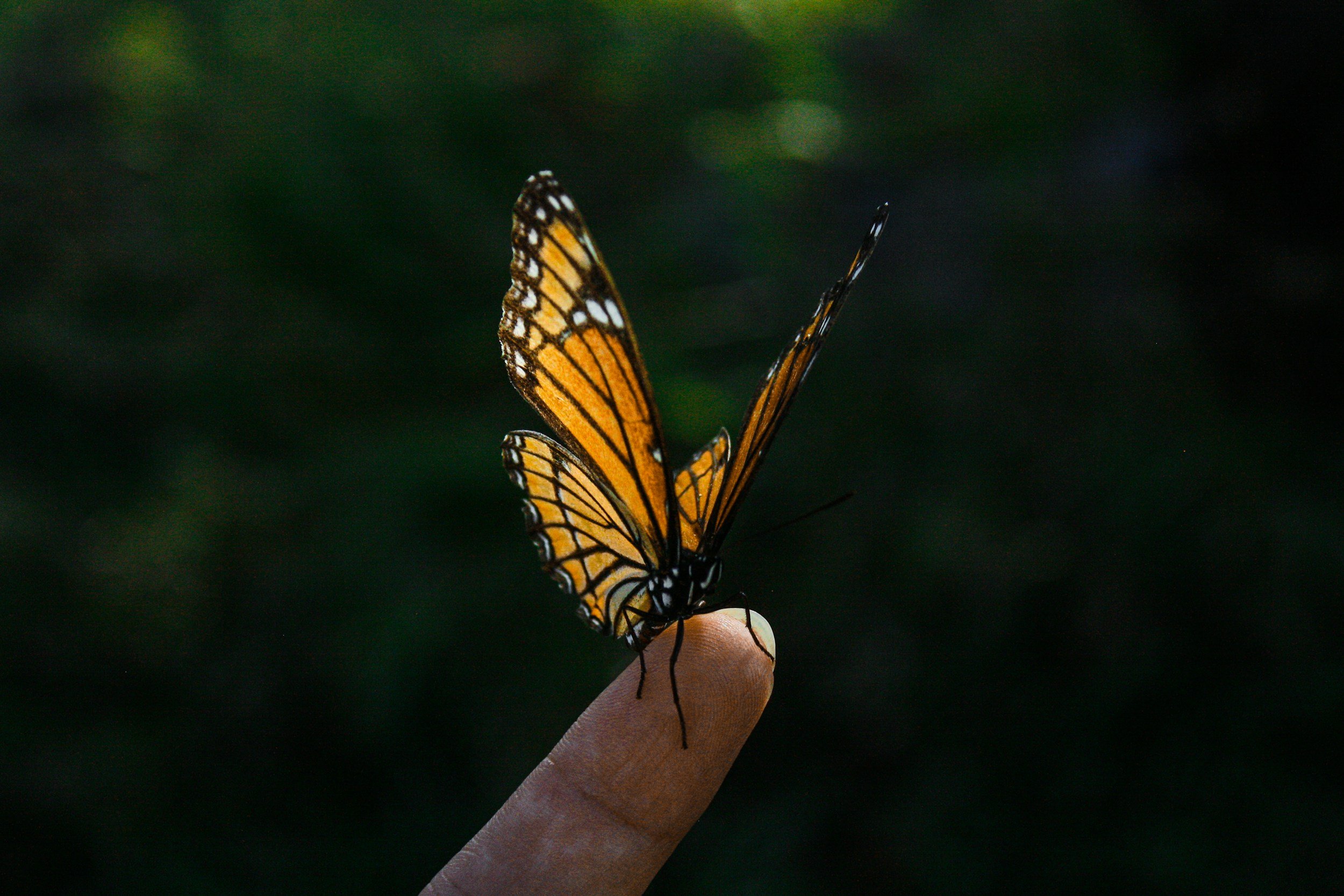 Close-up of a Monarch butterfly perched on a person's finger, with a blurred green background.