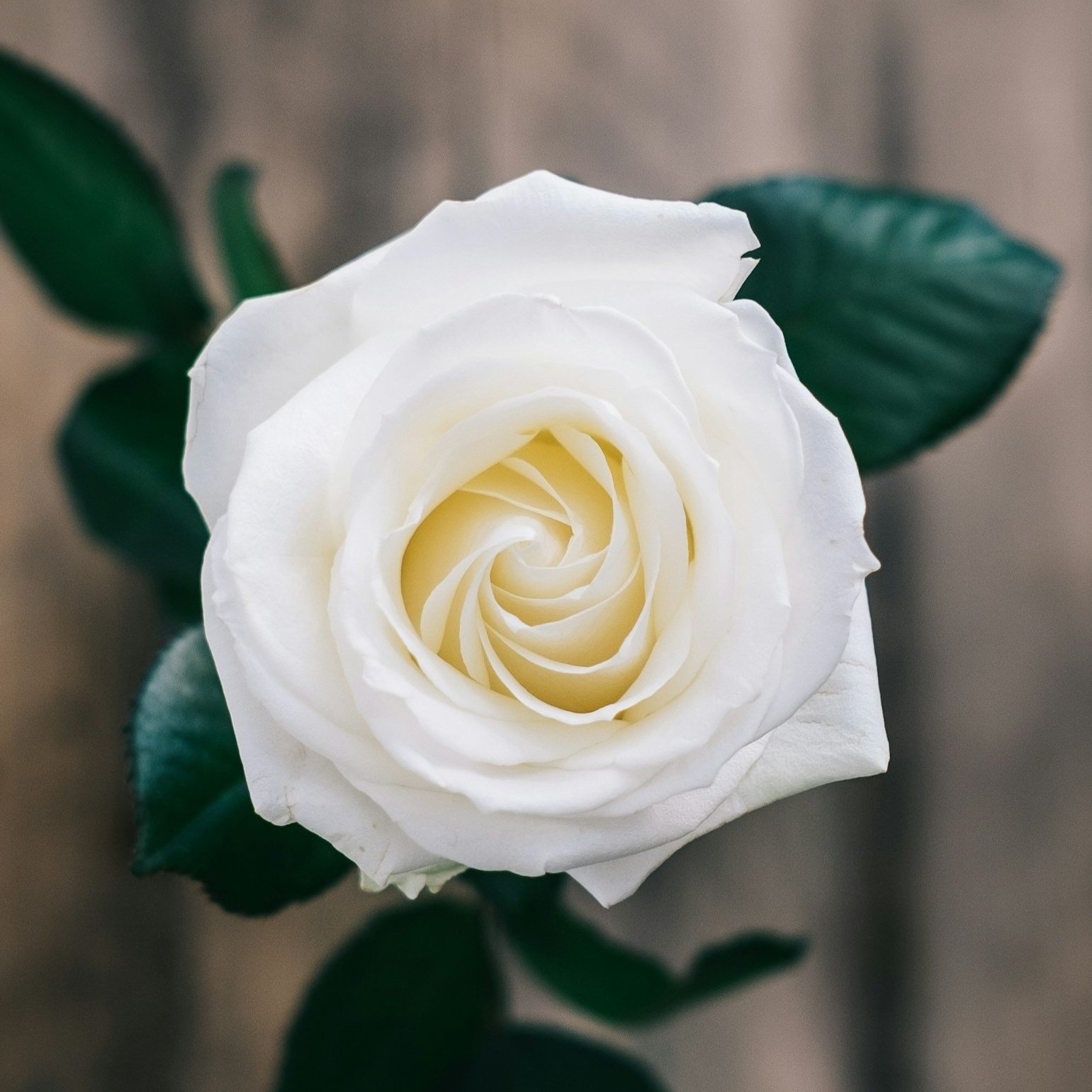 Close-up of a white rose with green leaves in the background.
