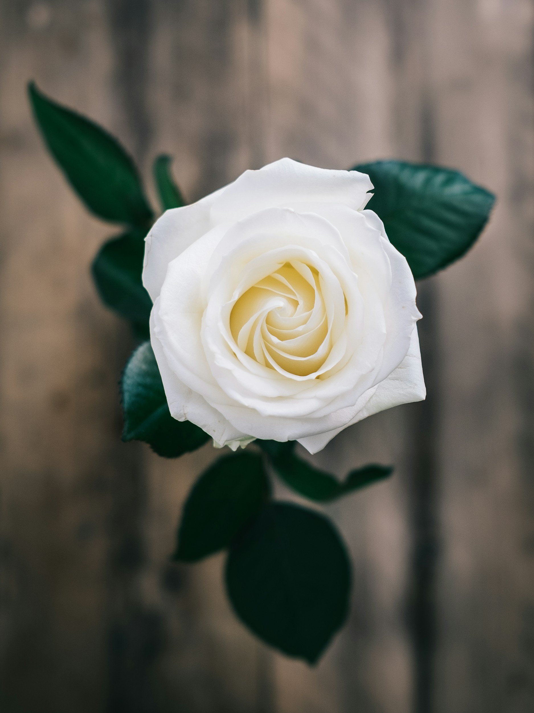 A close-up of a white rose with green leaves against a blurred background.