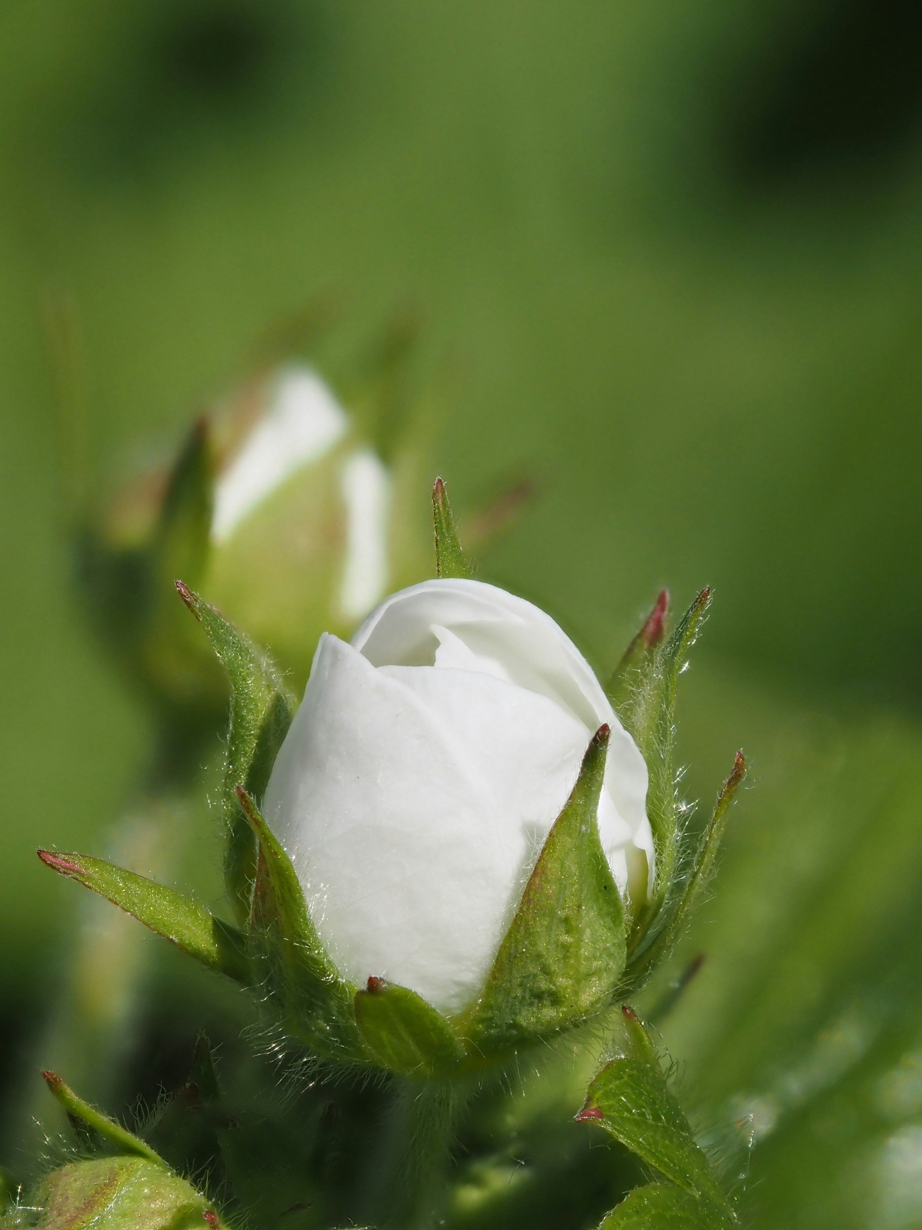 Close-up of a white flower bud on a green plant
